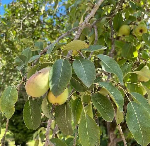 La Casona De La Carbayeda Oviedo